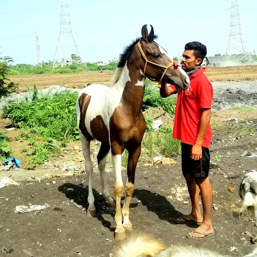 19 month Colt sell