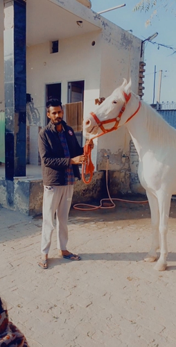 Marwari Horse — photo 4