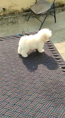 shitzu  female — photo 3