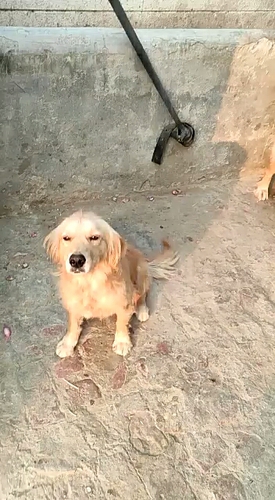 Golden retriever male puppy — photo 2