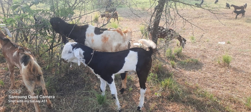 All breed Goats — photo 5