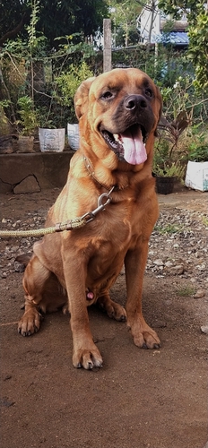 Dog