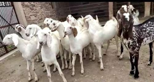 Sojat  Male Goat