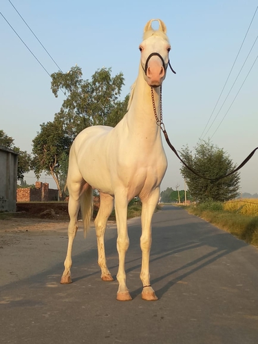 Nukra Horse — photo 5