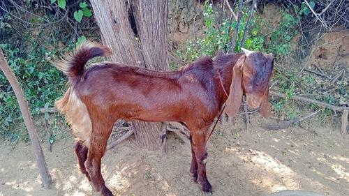 All breed Goats — photo 3
