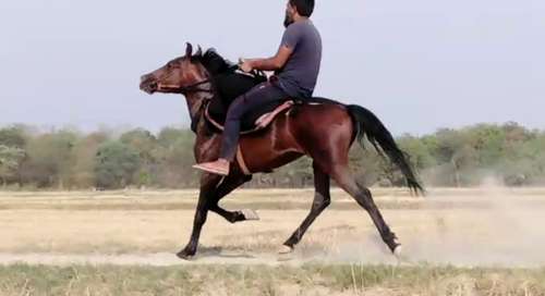 Pure Sindhi Horse — photo 4