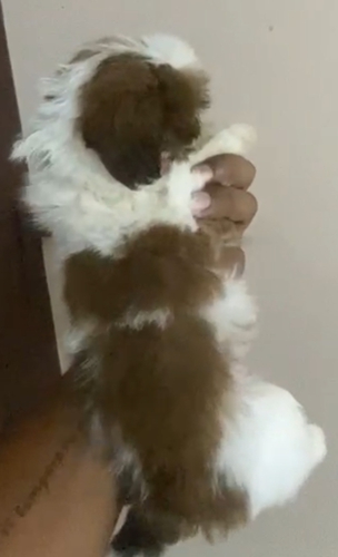 Shitzu Puppy — photo 2
