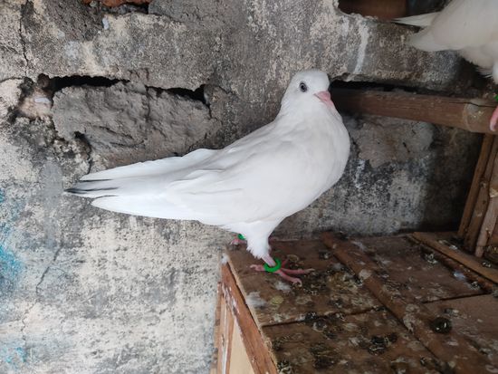 White piegeons — photo 4