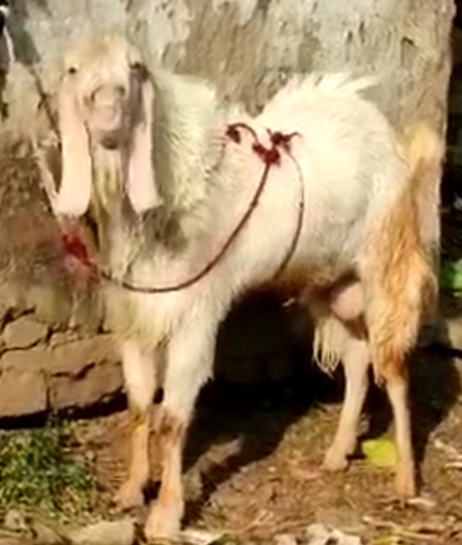 Hansa Goat — photo 2