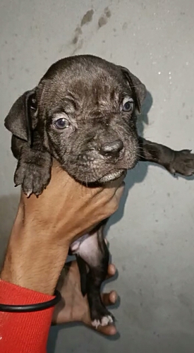 American bully dog male — photo 2