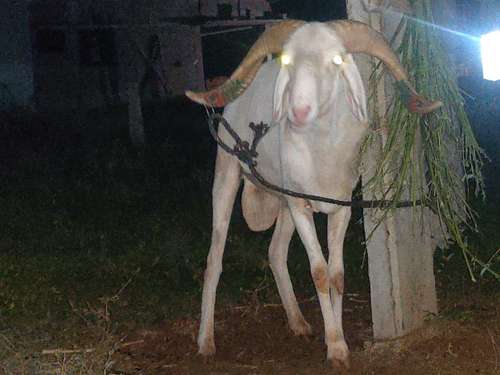 Sheep (bhed)