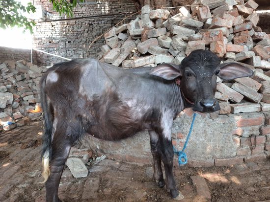 Murrah bhains — photo 2