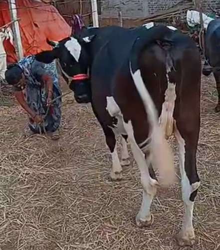 HF Cow — photo 2