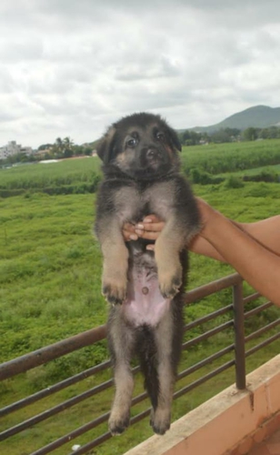 German Shepherd — photo 2