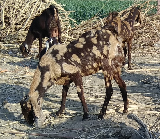 Shirohi Female — photo 5