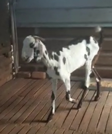  4 Goats Beetal and Hyderabadi  — Goat for sale in Maharashtra , Maharashtra , India 