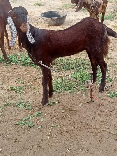 Mawati Goat — photo 3