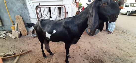 Female goat — photo 3