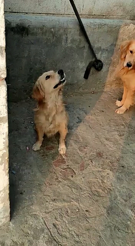Golden retriever male puppy