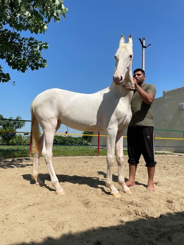 Nukri filly horse — photo 2