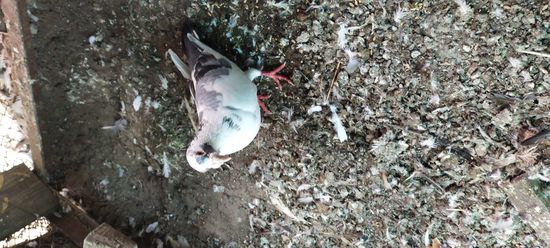 Pigeon — photo 6