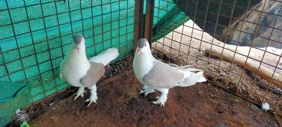 Grey White Kabootar  — photo 2
