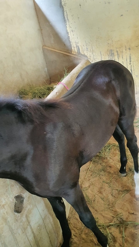Marwadi horse — photo 3