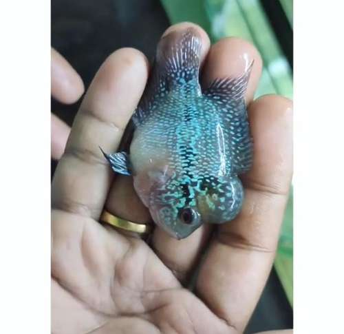 Flowerhorn — photo 6