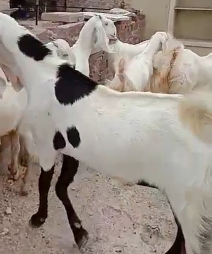 Sojat Goat