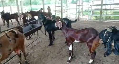 Sirohi Goat — photo 3