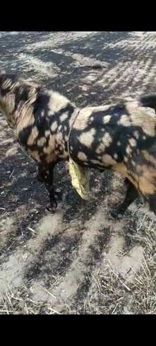 Beetal Goat  — photo 3
