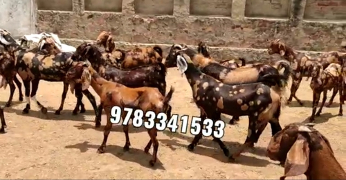 Sirohi Goat — photo 2