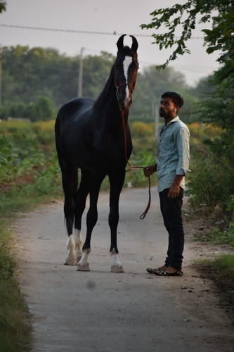 Marwadi horse