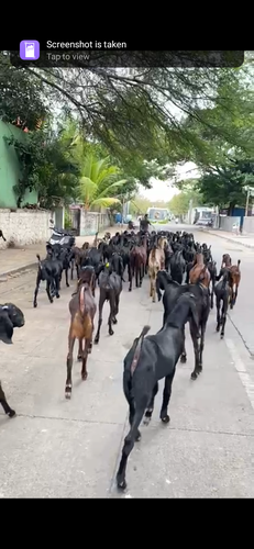 Bital goat — photo 2