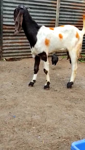 Desi Goat  — photo 4