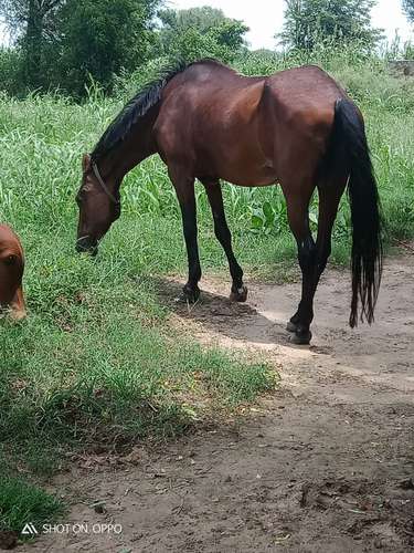 Kathiyawadi Horse 🐴 — photo 3