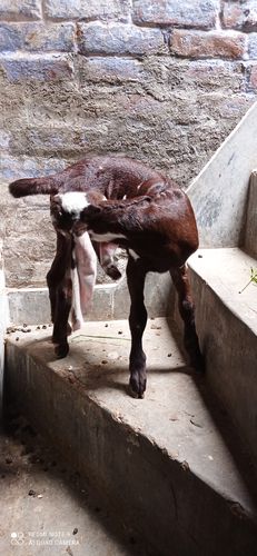 Panjabi goat — photo 2