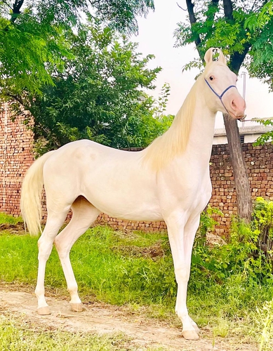 Nukra Horse — photo 3