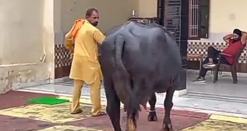 Murrah Buffalo — photo 2