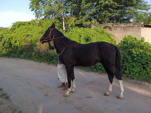 Marwari Horse — photo 2