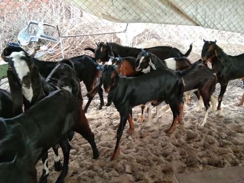 Goats all breed available — photo 6