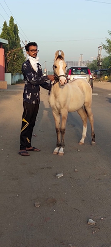 Kathiyawadi Horse