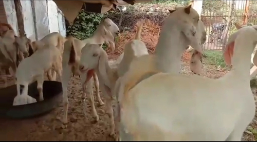 Sojat Goat  — photo 5