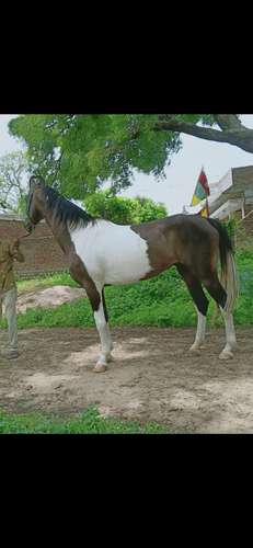 Marwadi Horse 🐎 — photo 2
