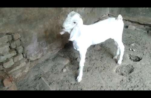 Patira Baby Gulabi Goat — photo 4