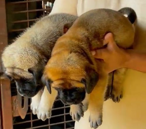 English Mastiffs Puppy — photo 2