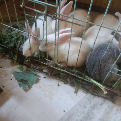 Indian Rabbit — photo 6