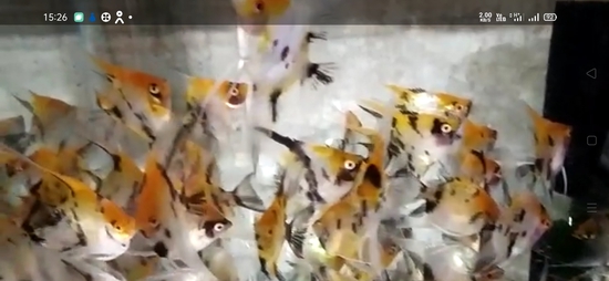 Angel fish  — photo 3