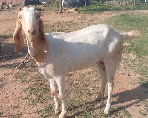 Jamnapari Goat — photo 3
