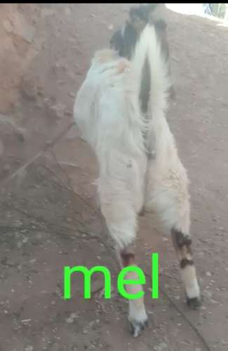 Totapari Goat — photo 3